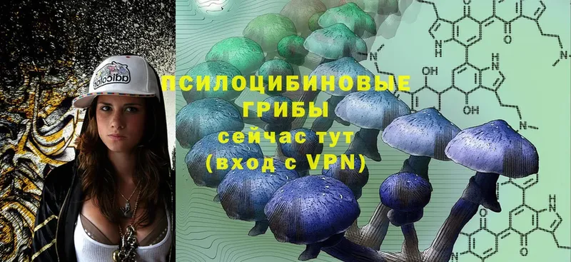 купить наркотики сайты  Ступино  Галлюциногенные грибы Psilocybe 